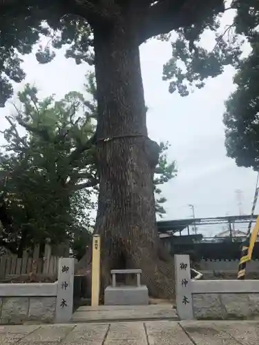 阿麻美許曽神社の自然