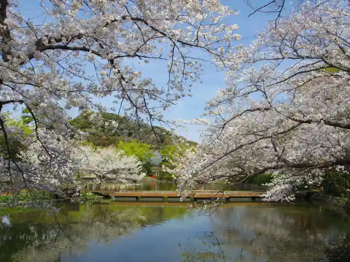 鶴岡八幡宮の自然