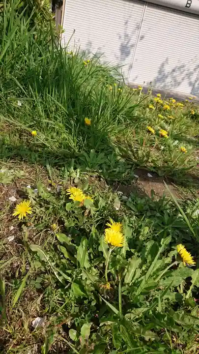 尾張大國霊神社(国府宮)の自然