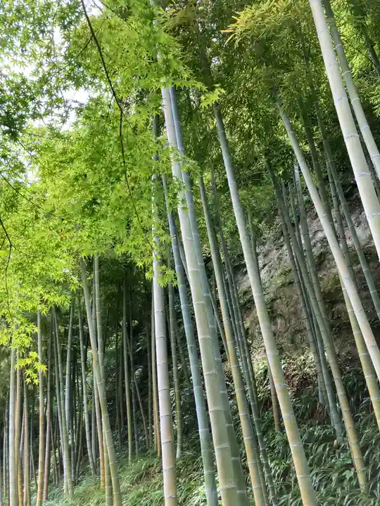 長壽寺(長寿寺)の自然
