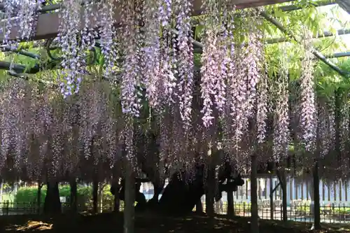 玉敷神社の自然