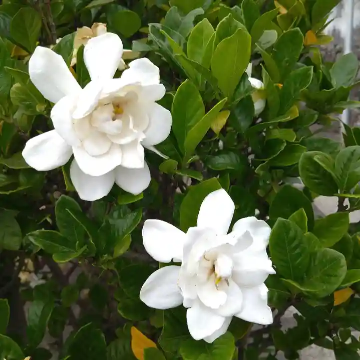 阿智神社の自然