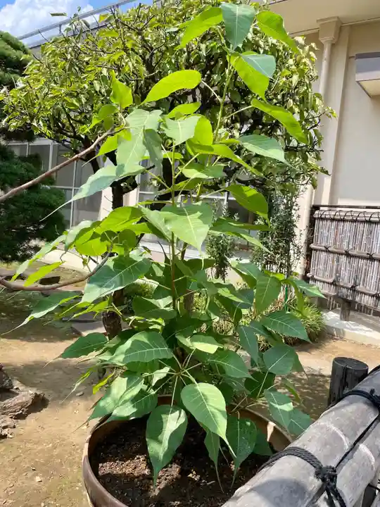 福王山 慈眼寺の自然