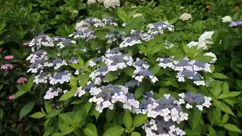 二本松寺の自然