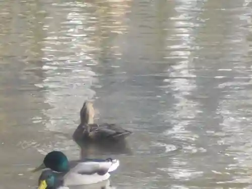 鶴岡八幡宮の動物