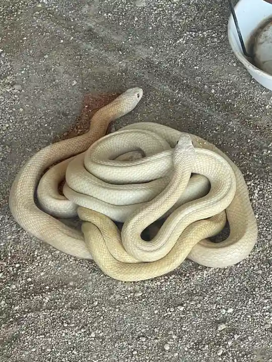 岩国白蛇神社(山口県)