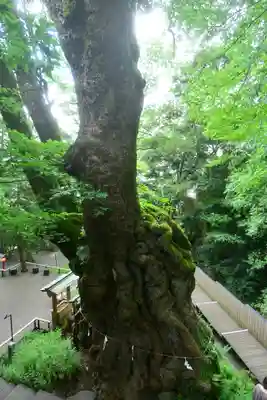 來宮神社(静岡県)
