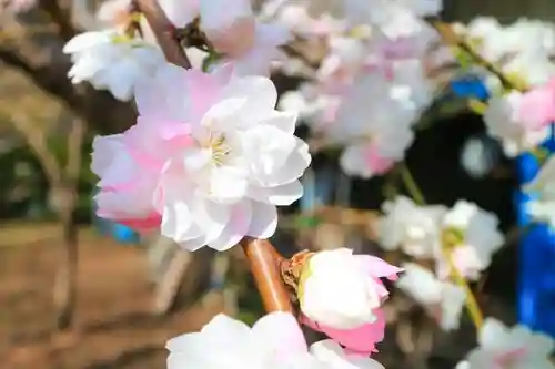 弥生神社の庭園