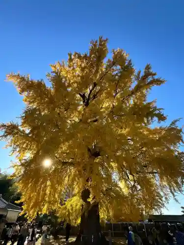 丹生酒殿神社(和歌山県)