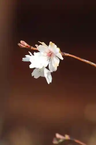 国宝 大法寺の自然