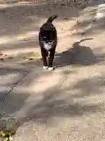 御崎神社の動物