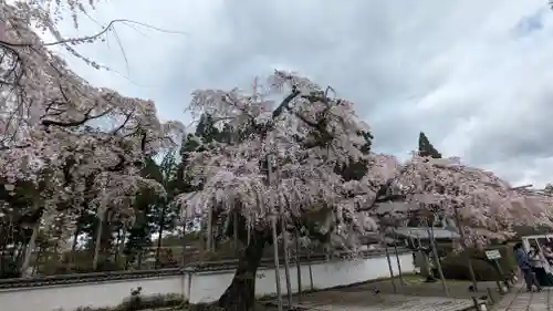 醍醐寺(京都府)