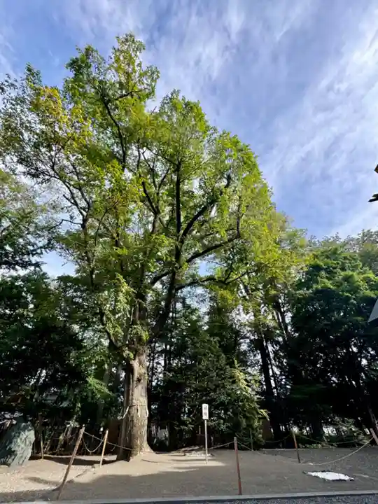 旭川神社の自然