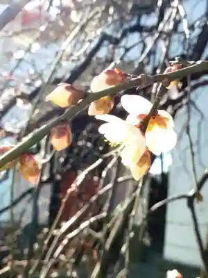 成願寺(東京都)