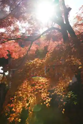 常寂光寺(京都府)