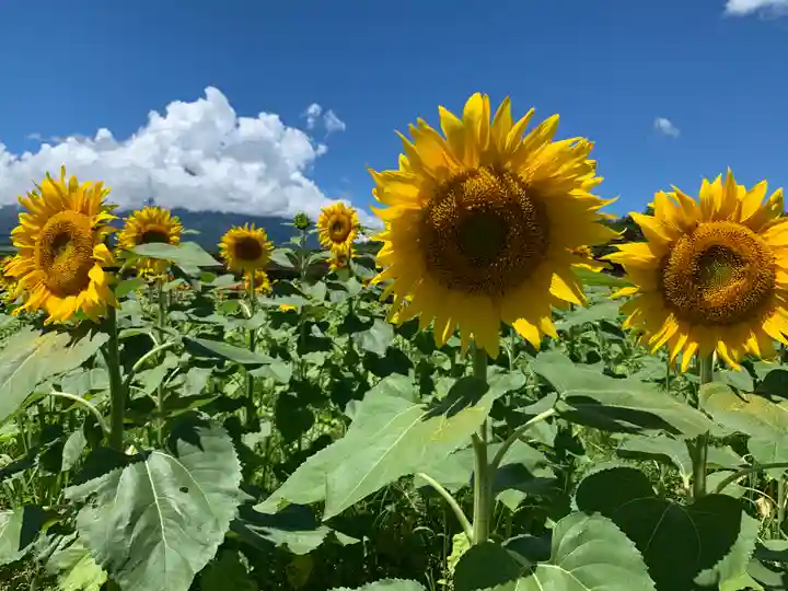 山中浅間神社の自然