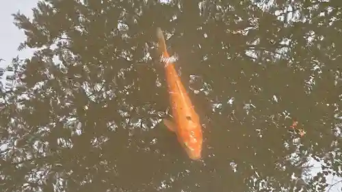 新海三社神社の動物