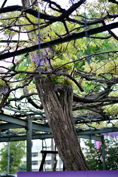 國領神社の自然