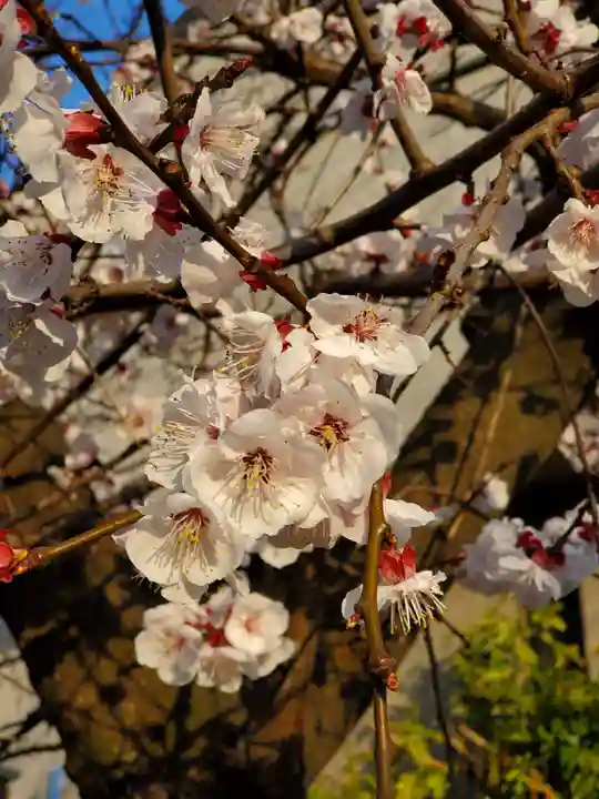 住吉神社の自然