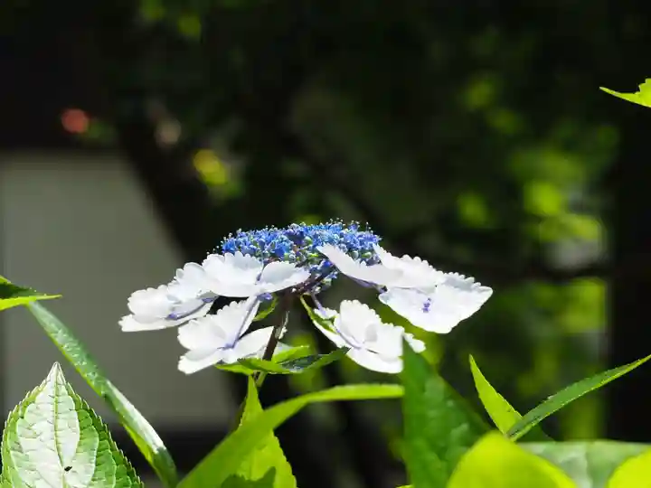長壽寺(長寿寺)の自然