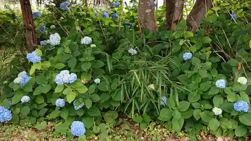 大國神社の自然