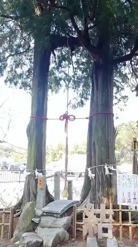 武雄神社の自然