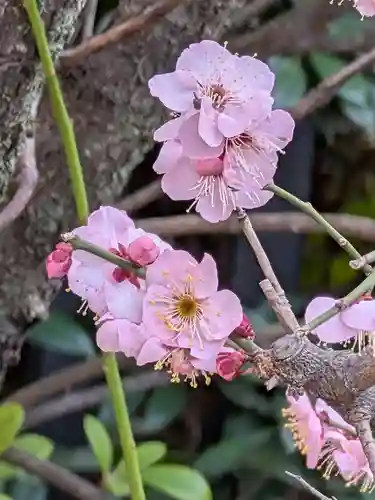 中野沼袋氷川神社(東京都)