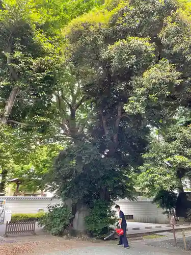 金王八幡宮の自然