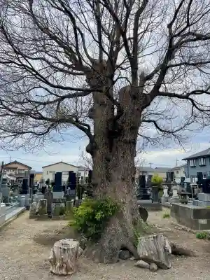 養報寺(群馬県)