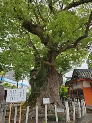 與賀神社(佐賀県)