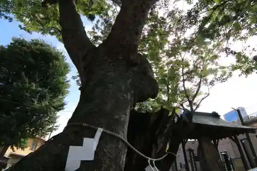 阿邪訶根神社の自然