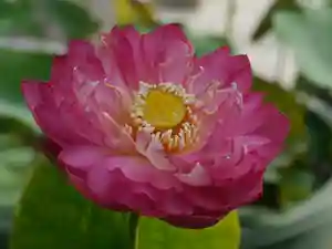 極楽山 浄土寺の自然(2021年06月30日(水) 06時42分32秒投稿)