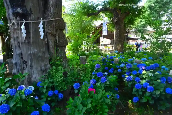 磐井神社(東京都)