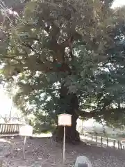 一之宮貫前神社(群馬県)