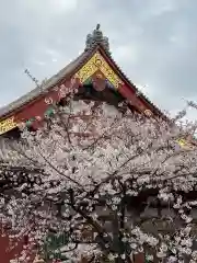 浅草寺の自然