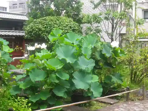 大巧寺の庭園