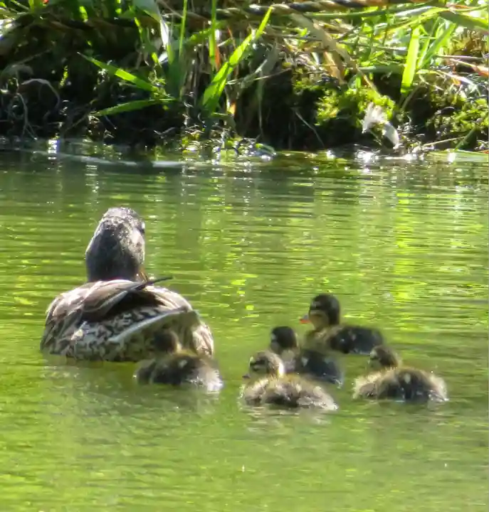 月寒神社(北海道)