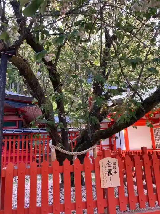金櫻神社の{uncategorized: "未分類", other: "その他", undefined: "問題あり", building: "その他建物", grave: "お墓", sacred_gate: "鳥居", guardian: "狛犬", statue: "像", buddha: "仏像", history: "歴史", nature: "自然", garden: "庭園", animal: "動物", pagoda: "塔", temizu: "手水舎", mountain_gate: "山門・神門", sanctuary: "本殿・本堂", subordinate: "末社・摂社", art: "芸術", scenery: "景色", jizo: "地蔵", ema: "絵馬", goshuin: "御朱印", omikuji: "おみくじ", items: "授与品その他", amulet: "お守り", goshuincho: "御朱印帳", eats: "食事", festival: "お祭り", votive_dance: "神楽", shichigosan: "七五三参", wedding: "結婚式", experience: "体験その他", initially: "初詣", around: "周辺", anti_infection: "感染症対策"}