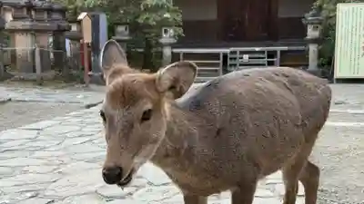 春日大社(奈良県)