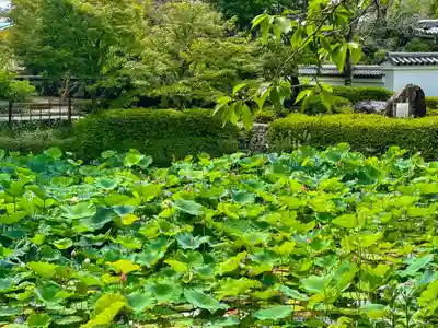 萬福寺(京都府)