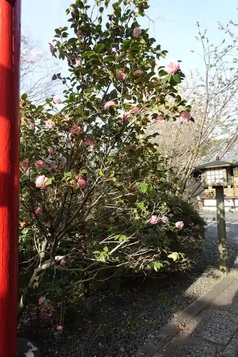大報恩寺(千本釈迦堂)の自然