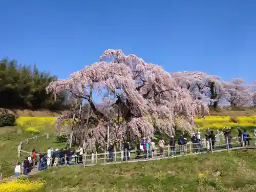 瀧桜神明宮(福島県)