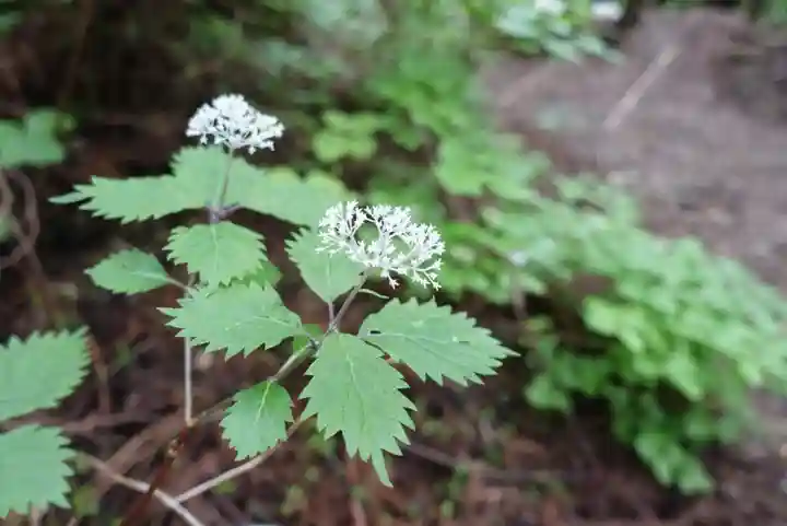 秋葉山本宮 秋葉神社 上社の自然