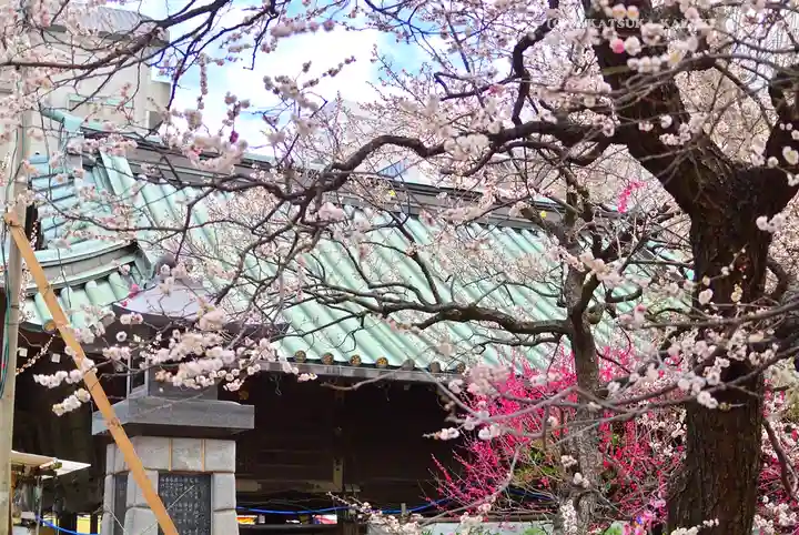 湯島天満宮(東京都)