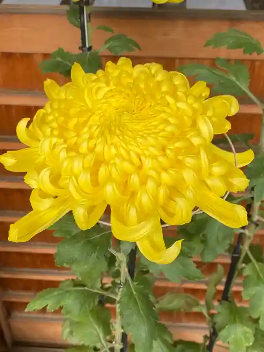 菊名神社(神奈川県)