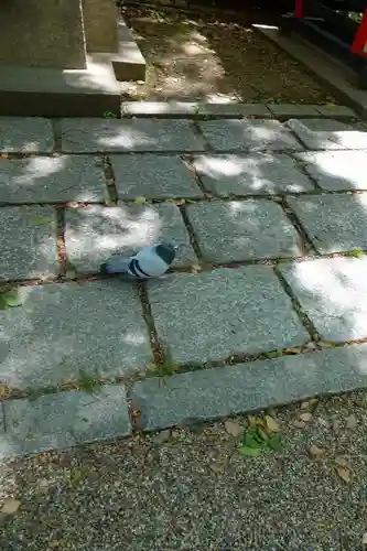 住吉大社の動物