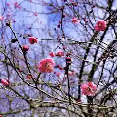 陽林寺の自然