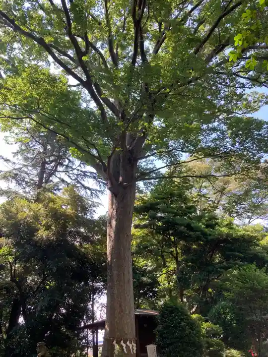 前鳥神社(神奈川県)