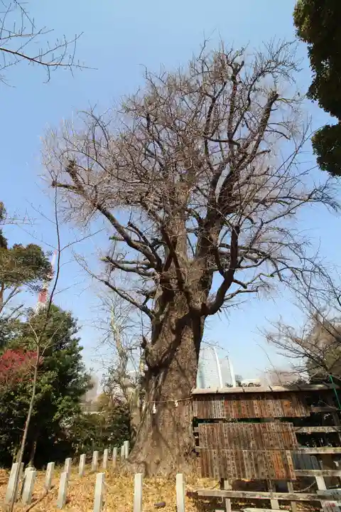 芝東照宮の自然