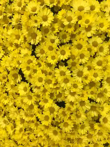 頂法寺（六角堂）の自然